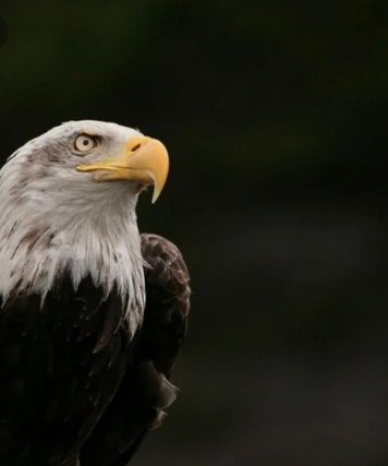 Weißkopfseeadler