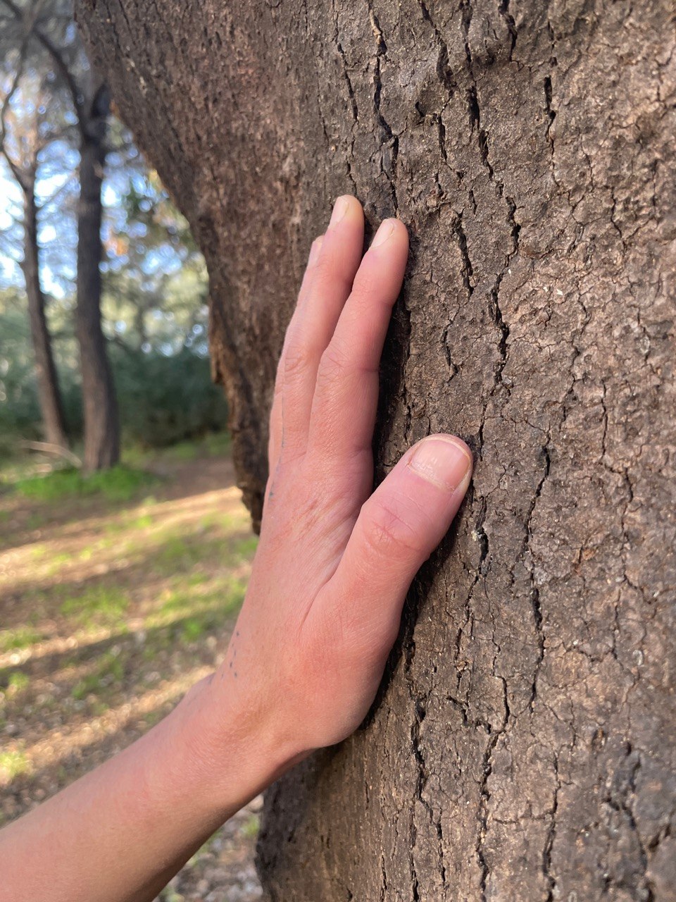 Hand am Baumstamm