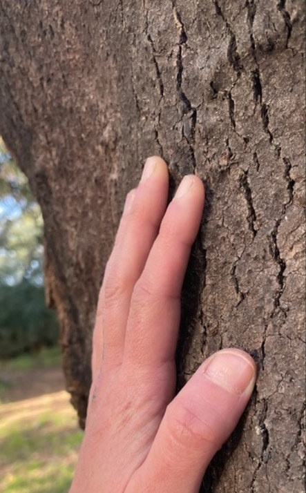 Hand an einem alten Baumstamm